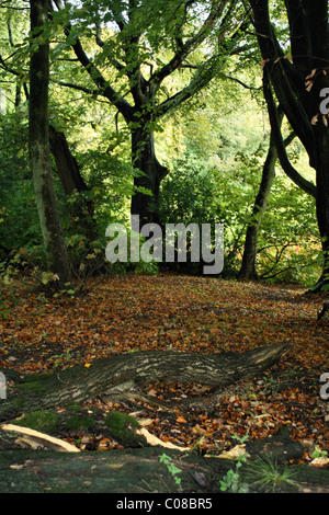 Foglie di autunno e gli alberi nel Parco di Williamson Lancaster Foto Stock