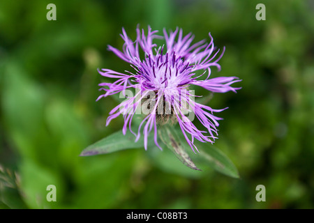 Thistle comune-CIRSIUM VULGARE close-up Foto Stock