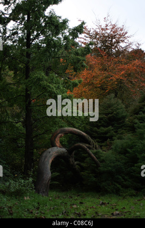 Foglie di autunno e gli alberi nel Parco di Williamson Lancaster Foto Stock