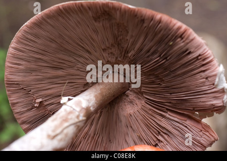 Foto di un veramente grande (come 15cm di diametro) selvatica di campo (funghi Agaricus campestris) con il suo caratteristico colore rosa branchie Foto Stock