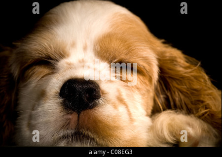 Una foto di un cucciolo a pelo. Foto Stock