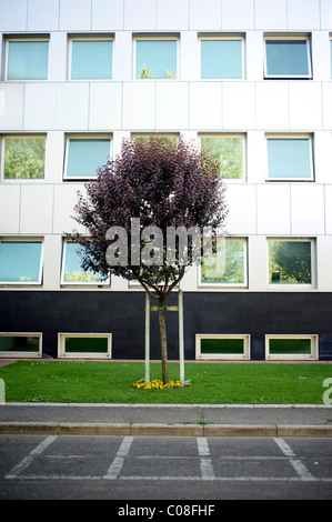 Un albero con fiori viola in posizione centrale in un piccolo giardino-letto di erba, dietro un edificio con grandi finestre di vetro, street. Foto Stock