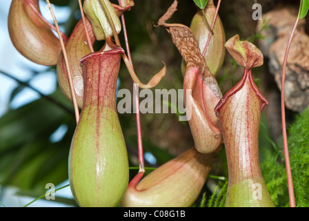 Brocca piante Nepenthes Foto Stock