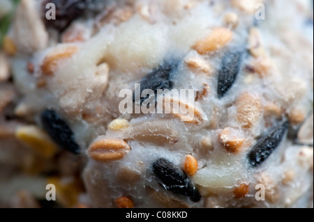 Close-up di un uccello in casa grasso alimentare la sfera pendente da un albero. Foto Stock