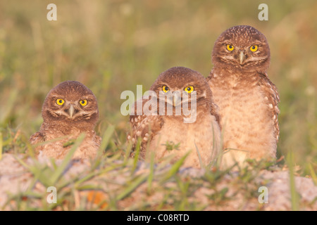 Tre scavando civetta (Athene cunicularia) uccellini in piedi vicino all'ingresso al loro burrow Foto Stock