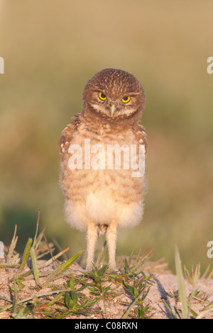 Scavando la civetta (Athene cunicularia) neonata esplorare la zona vicino alla sua tana Foto Stock