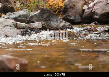 Acqua fresca pulita andando oltre le rocce in un piccolo ruscello Foto Stock