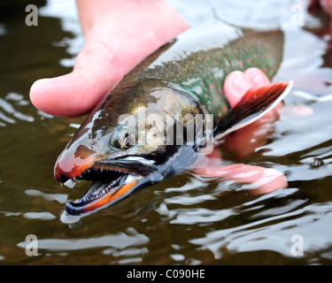 In prossimità di una persona deve tenere un dolly Varden char pescato su Deep Creek, Penisola di Kenai, centromeridionale Alaska, Autunno Foto Stock