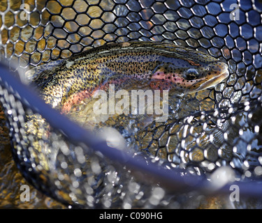 In prossimità di una trota arcobaleno in un net pescato su Deep Creek, Penisola di Kenai, centromeridionale Alaska, Autunno Foto Stock