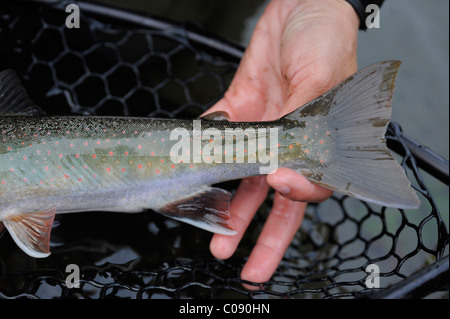 In prossimità di una persona deve tenere un dolly Varden char pescato su Deep Creek, Penisola di Kenai, centromeridionale Alaska, Autunno Foto Stock