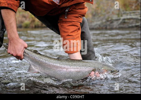 L uomo e la donna in ginocchio in acqua per mostrare una Steelhead selvatici catturati in Deep Creek, Penisola di Kenai, centromeridionale Alaska, Autunno Foto Stock