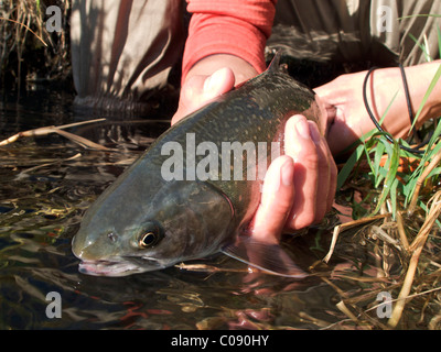 La donna trattiene catturati Dolly Varden char sul fiume russo, Penisola di Kenai, centromeridionale Alaska, Autunno Foto Stock