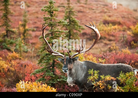 Bull caribou sorge tra la tundra autunno sul lato nord del Lago di meraviglia nel Denali National Park & Preserve, Alaska Foto Stock