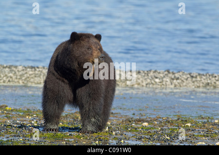 Orso bruno seminare mangia cucchiaio worm (echiuroid) lungo il litorale su Admiralty Island in Tongass National Forest, Alaska Foto Stock