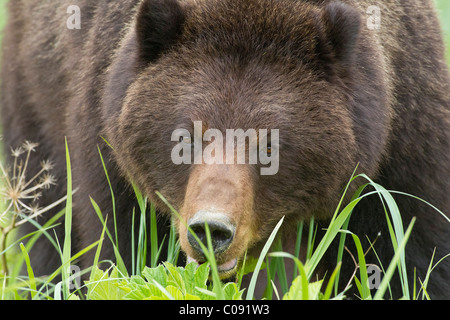 Seminare orso bruno rovistando su sedge e spiaggia in erba un estuario sull'Admiralty Island, Pack Creek, Tongass National Forest, Alaska Foto Stock