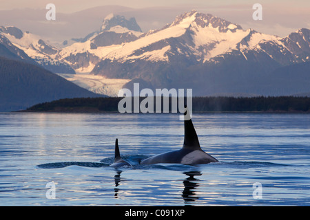 Due orche in superficie Lynn Canal come l'ultima luce del giorno si illumina Herbert Glacier, all'interno del passaggio, Alaska. Foto Stock