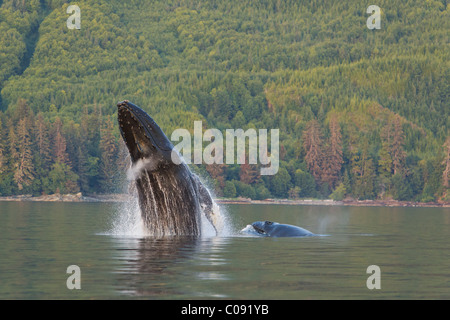 Una Megattera e il suo vitello violazioni dalle acque calme di Federico Suono, passaggio interno, Alaska Foto Stock