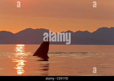 Un Humpback Whale calf gioca sulla superficie di Federico del suono al tramonto, passaggio interno, Alaska Foto Stock