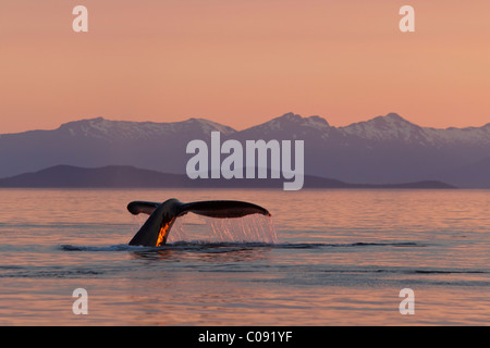 Un Humpback Whale ritorna alla profondità di Federico il suono come il sole tramonta, all'interno del passaggio, Alaska Foto Stock