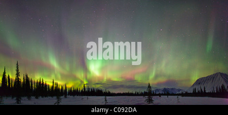 Vista delle luci del nord e di abeti in ampia Pass, centromeridionale Alaska, inverno Foto Stock