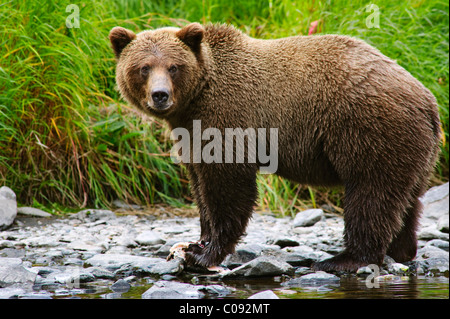 Vista ravvicinata di un adulto Orso Bruno per la pesca del salmone nel fiume russo, Penisola di Kenai, centromeridionale Alaska, estate Foto Stock