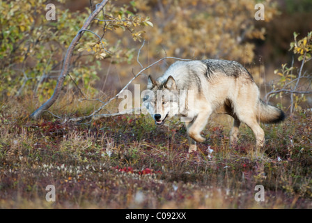 I giovani adulti wolf da concedere Creek Park gli stocchi attraverso salici vicino autostrada passano nel Parco Nazionale e Riserva di Denali, Alaska Foto Stock