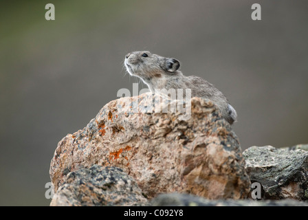 Acciuffato Pika si siede su una roccia nei pressi di Polychrome passano nel Parco Nazionale e Riserva di Denali, Interior Alaska, estate Foto Stock