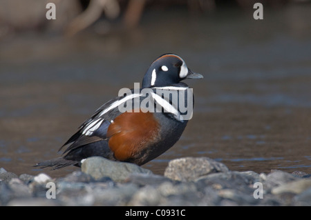 Maschi di anatra Arlecchino siede sulla ghiaia bar accanto al fiume selvaggio nel Parco Nazionale e Riserva di Denali, Interior Alaska, molla Foto Stock