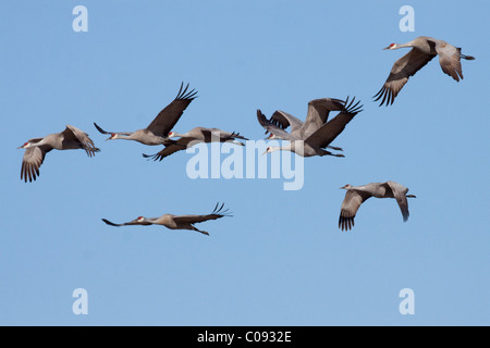 Gruppo di gru Sandhill sorvolare la Matanuska- Susitna Valley vicino a Palmer, centromeridionale Alaska, molla Foto Stock