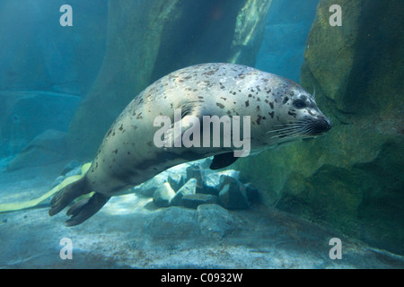 Adulto guarnizione Porto nuota sott'acqua in Alaska Sealife Centre in Seward, Penisola di Kenai, centromeridionale Alaska, molla, Captive Foto Stock