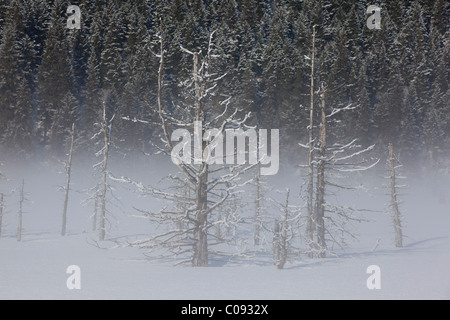 Vista di hoarfrosted saltwater-abbattuti gli alberi su una mattinata nebbiosa lungo la Seward Highway vicino a Portage, centromeridionale Alaska, inverno Foto Stock