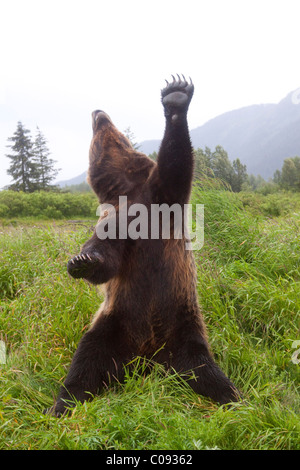 Maschio di orso bruno sorge in posizione verticale con una zampa e capo stirato skyward, Alaska. Captive Foto Stock
