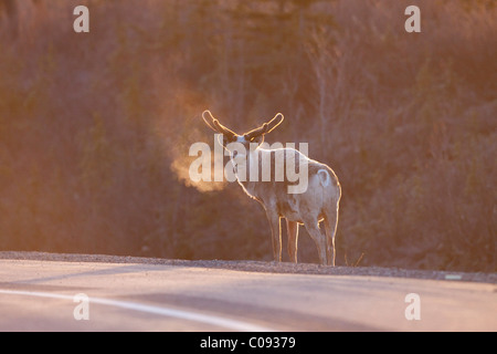 Bull Caribou Coffee Company si affianca la George Parks Highway con il pupazzo di neve il respiro che mostra in inizio di mattina di luce, Cantwell area, Alaska Foto Stock