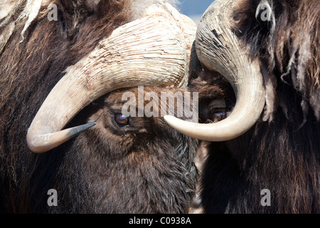 In prossimità dei due bull buoi muschiati in piedi faccia a faccia in un confronto di combattimento, Alaska. Captive Foto Stock