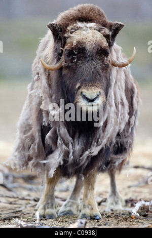 Visualizzazione completa di una vacca Muskox spargimento, Alaska Wildlife Conservation Centre, centromeridionale Alaska, Estate. Captive Foto Stock