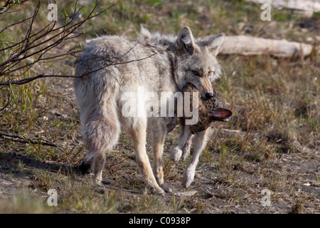 Coyote con un punto morto con le racchette da neve lepre nella sua bocca, Alaska Wildlife Conservation Centre, centromeridionale Alaska, Estate. Captive Foto Stock
