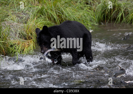 Un adulto Black Bear afferra un rosa salmone da un flusso dal punto di Allison Campeggio a Valdez in Alaska centromeridionale, estate Foto Stock