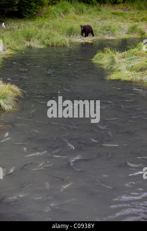 Un adulto Black Bear pesca in un flusso che pullula di deposizione delle uova di salmone rosa dal punto di Allison Campeggio a Valdez in Alaska Foto Stock