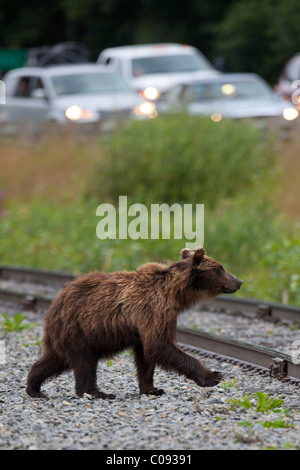Un orso bruno attraversa i binari della ferrovia da un traffico riempito Seward autostrada vicino indiano centromeridionale in Alaska, molla Foto Stock