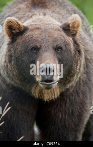 Ritratto di una femmina di orso bruno in Alaska Wildlife Conservation Centre nei pressi di Portage in Alaska centromeridionale, Estate. Captive Foto Stock