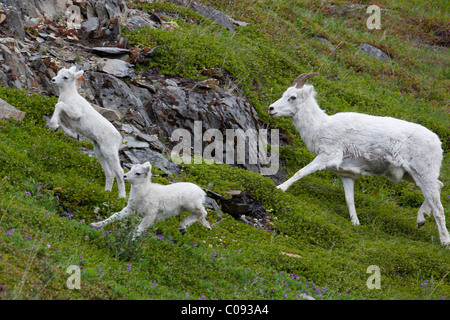 Un dallâ pecore Pecore e agnelli eseguito attraverso un prato verde a Ventoso punto lungo Seward Highway, centromeridionale Alaska, estate Foto Stock