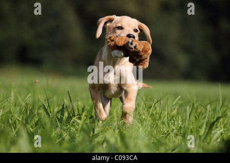 Il Labrador Retriever cucciolo Foto Stock