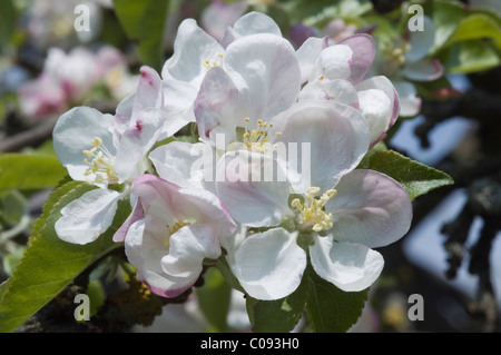 Apple Blossom (malus), Germania Foto Stock