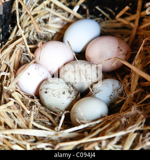 Uova di gallina prevista in una scatola di nidificazione, Hampshire, Inghilterra. Foto Stock