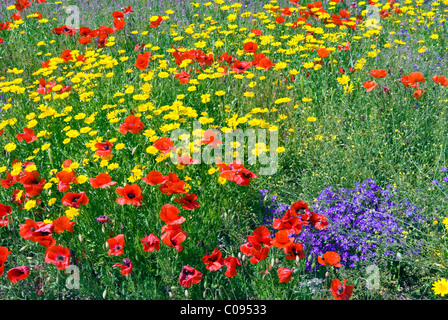 Sbocciano i fiori in un campo, in provincia di Siena, Toscana, Italia Foto Stock