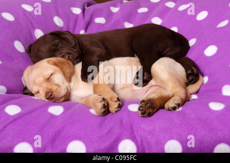 Il Labrador Retriever cuccioli Foto Stock