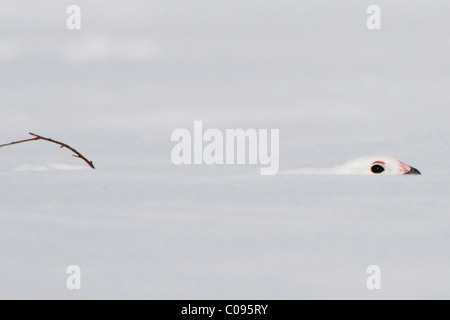 Willow Ptarmigan burrows nella neve per nutrirsi di bacche, Mt. Baldy vicino a Talkeetna centromeridionale, Alaska, inverno Foto Stock