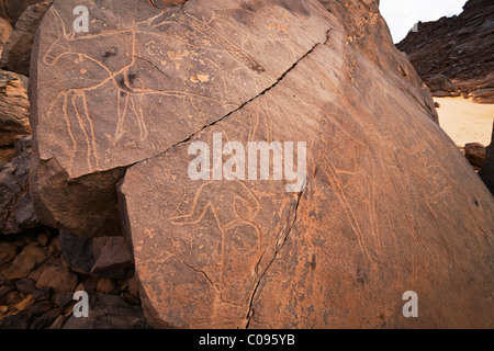 Incisioni rupestri in Libia deserto di pietra, elefanti, Tassili Maridet, Libia, sahara Africa del Nord Foto Stock