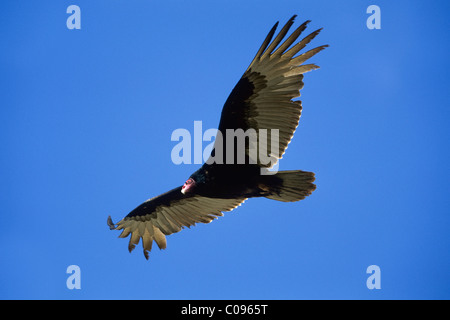 La Turchia Vulture (Cathartes aura), Baja California, Messico, America del Nord Foto Stock