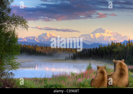 Sow e Cub orso bruno che si affaccia su un piccolo lago e visualizzazione di Mt. McKinley di sunrise, centromeridionale Alaska, Autunno, composito Foto Stock